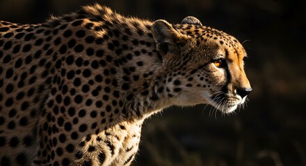 Obraz premium Cheetah profile in sunlight
