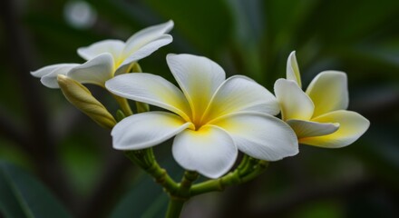 Fototapeta premium White and Yellow Plumeria Flowers Close Up