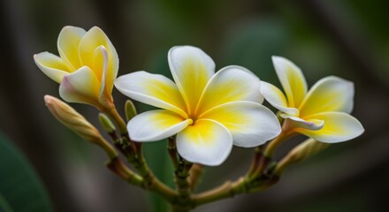 Fototapeta premium Close Up of White and Yellow Plumeria Blossoms