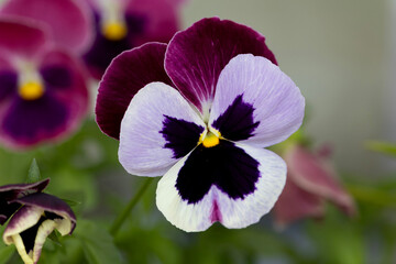 Pansy flowers or spring garden viola tricolor in spring garden. Gardening, landscape design,...