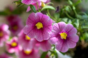 Bright pink Calibrachoa flowers in the garden
