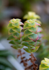 Colorful shoots and leaves of Crassula perforata on a blurred background
