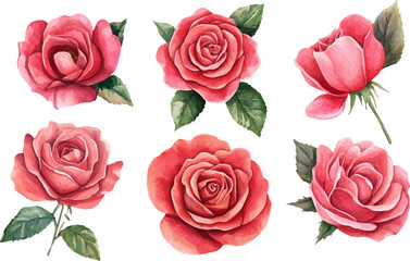 Fototapeta premium set of roses