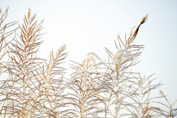 Obraz premium Delicate Grace of Soft Grass Reeds Against Pale Sky Backdrop