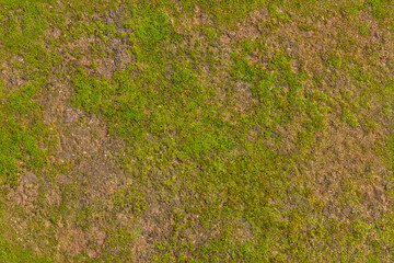 Seamless texture background of an earthy surface covered with parts of moss. Ideal for use in 3D modeling and graphic design