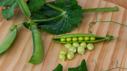 Fresh green peas with pods and leaves of the plant lying on rustic brown wood