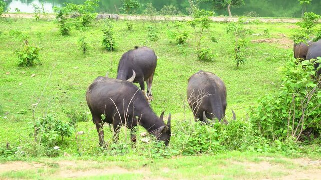 Buffaloes munching grass on sunny day