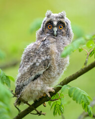Long-eared owl owlet on a tree