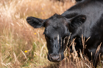 Australian black Angus Cattle Grazing in a Field..,  Australian Rural Landscape, cow Herd in Tall Grass