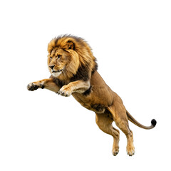 Obraz premium Leaping Male Lion isolated on a transparent background 
