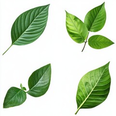 Green Leaf Collection On White Background