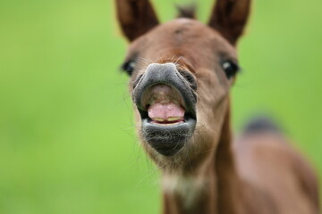 a small bay foal smiles showing his first teeth against the background of a spring green meadow
