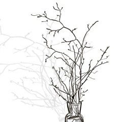 sketch branches of a tree