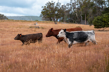 Australian black Angus Cattle Grazing in a Field..,  Australian Rural Landscape, cow Herd in Tall...