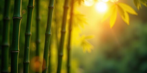 Obraz premium Golden hour illuminates slender bamboo stalks , stalks, backdrop