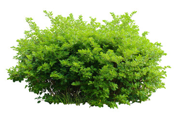 Fototapeta premium vibrant leafy bush isolated on white background