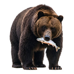 Fototapeta premium Brown Bear with Fish in Mouth isolated on a transparent background 