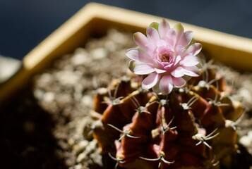 Succulent flower with blur effect