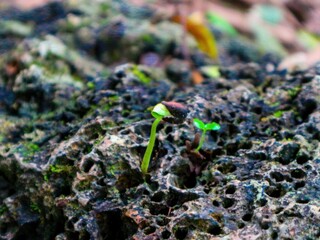 green moss on the ground