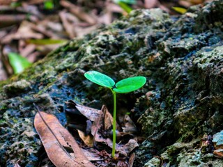green moss on the ground