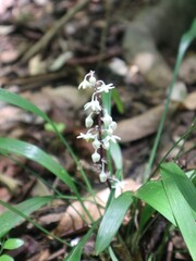 dragonfly on a flower