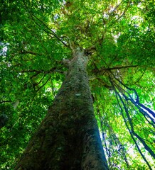 trees in the forest