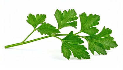 Fresh Celery Branch On White Background