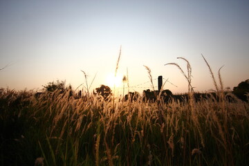 A golden sunset illuminates a tranquil field of tall grass, casting a serene and picturesque glow...