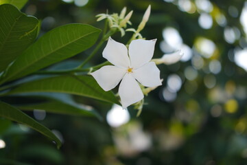 Close-up of a beautiful white flower with five petals, captured in a garden