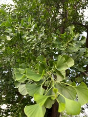 Obraz premium green leaves in the forest