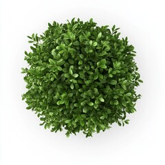 Fototapeta premium Overhead View Of Lush Green Round Bush On White Background