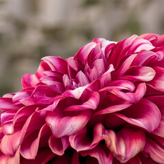 pink dahlia flower