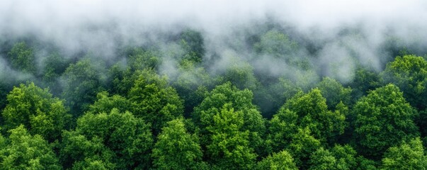 Misty forest canopy green trees under a veil of fog