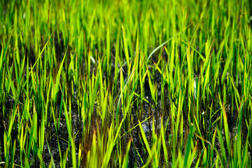 Lush Green Rice Field with Vibrant Growing Grass Stalks Close-Up