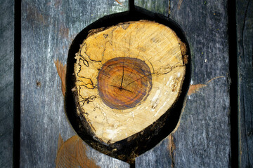 Close-Up of a Cross-Sectioned Tree Trunk on Weathered Wooden Surface
