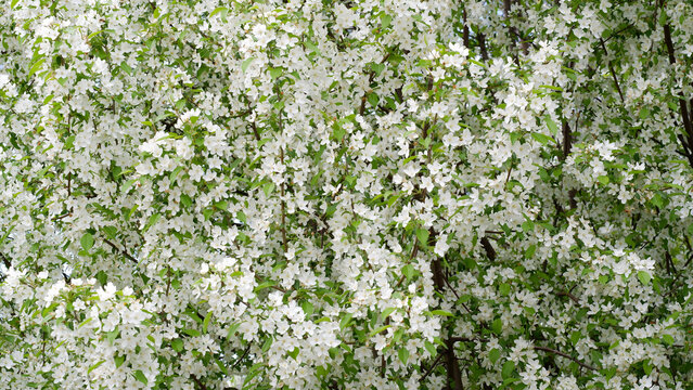 A blossoming orchard. White flowers on the branches in a cherry orchard. Beautiful nature. Lots of light.