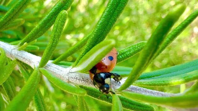 ladybug on grass