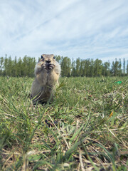 A prairie dog standing on its hind legs on a grassy lawn