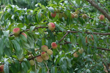P&ecirc;ches en train de murir sur le p&eacute;cher, pour illustration agriculture ou recette de cuisine