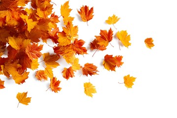Autumn falling maple leaves isolated on white background.