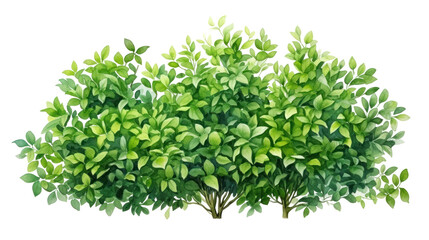 Green Bush Sketch Architectural Drawing in Watercolor Style