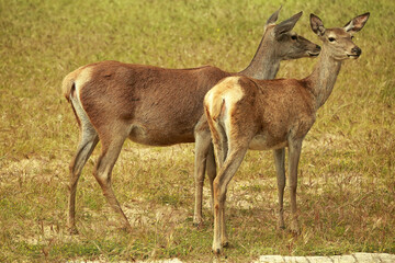 Alert Companions in the Meadow
