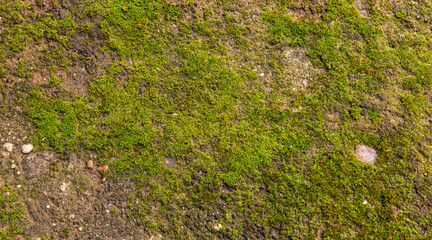 Texture background with a close-up view of an earthy surface covered with parts of moss