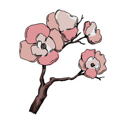 Cherry blossom vector. Pink sakura flower background. Cherry blossom flower blooming vector. Cherry blossom branch with sakura flower. Sakura on white background.