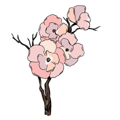 Cherry blossom vector. Pink sakura flower background. Cherry blossom flower blooming vector. Cherry blossom branch with sakura flower. Sakura on white background.