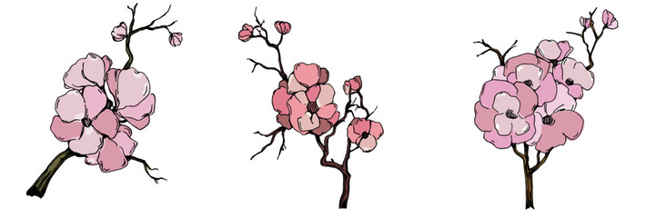 Cherry blossom vector. Pink sakura flower background. Cherry blossom flower blooming vector. Cherry blossom branch with sakura flower. Sakura on white background.