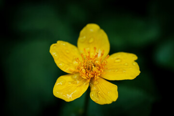 Yellow flower passion