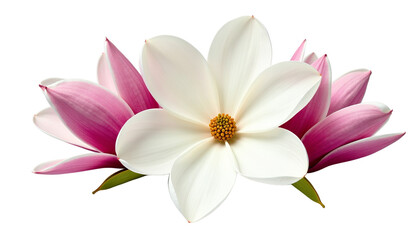 Flower Bouquet Of Beautiful Magnolia Blossoms