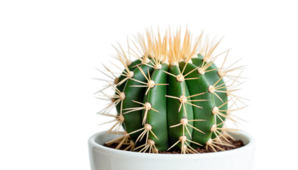 Thorns Of Cactus In White Flowerpot