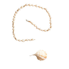 Elegant Minimalist Shell Necklace Featuring a Conti Isolated on Transparent Background